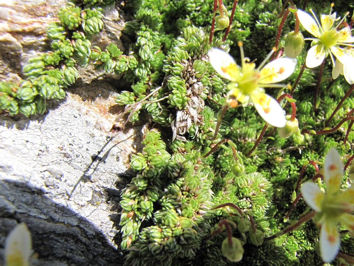 Saxifraga bryoides